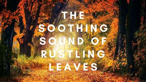 The Sound Of Rustling Leaves And Wind Blowing Through Trees In Autumn