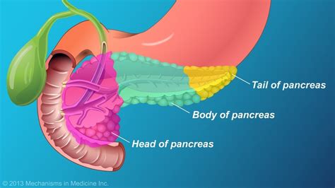 The Role And Anatomy Of The Pancreas Pancreas Anatomy Causes Of