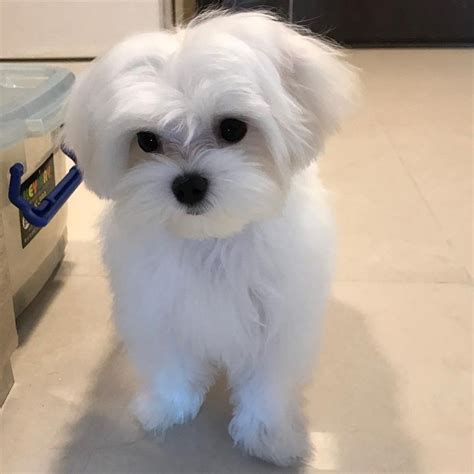 Maltese Puppies For Sale Orlando Fl 286302 Petzlover In 2021