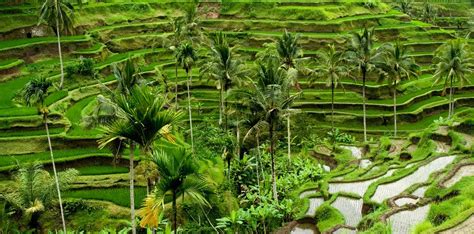 41 Wisata Terasering Ubud Background Terasku