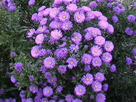 Asters Grow Aster Plants For A Blast Of Fall Flower Colors Garden