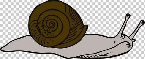 Snails And Slugs Snail Sea Snail Lymnaeidae Slug Png Clipart