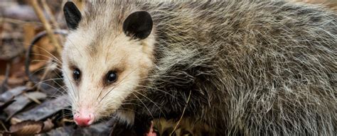 If she does try to attack or kill her chicks, they must be removed for their safety and placed in a brooder unless you have another hen that is willing to take them. WATCH: Opossum Mum Casually Carries 15 Babies on Her Back