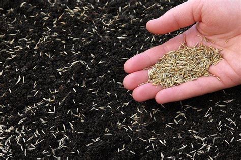 How Long For Grass Seed To Germinate The Surprising Truth