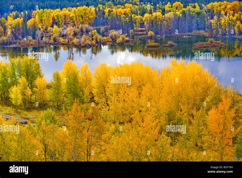 Cottonwood And Aspen Trees Reflected In Snake River At Oxbow Bend Stock