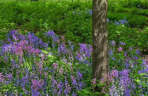 Bluebells In An English Woodland Stock Image Image Of Grass Outdoor