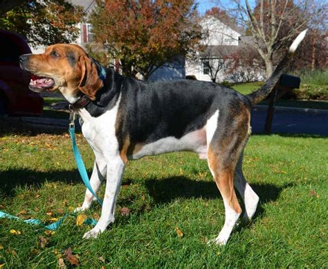 Treeing Walker Coonhound Dog Breed Information Your Dog Advisor