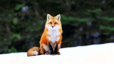 Cute Fox Wallpapers Wallpaper Cave