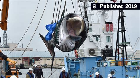 Japan Resumes Commercial Whaling But Is There An Appetite For It