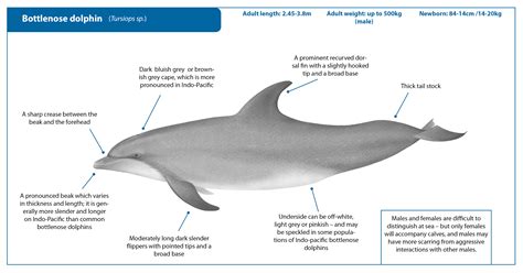 Common Bottlenose Dolphin Facts Common Bottlenose Dolphin Whale