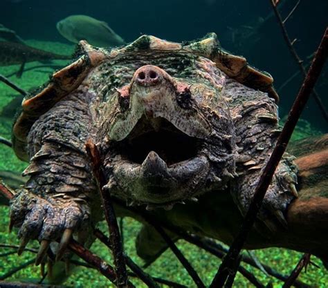 Alligator Snapping Turtles Your Audio Tour