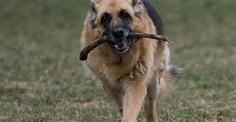 A German Shepherd Biting A Branch · Free Stock Photo