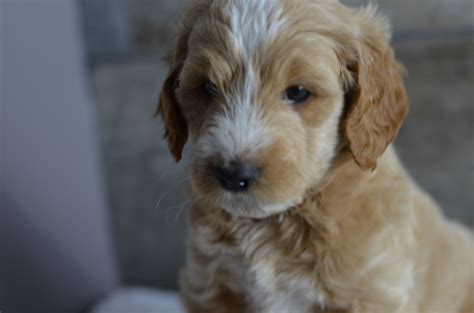 Goldendoodle puppies are adorable, and it's one of the reasons they are so popular. Medium, Mini & Petite Goldendoodle Puppies for sale in ...