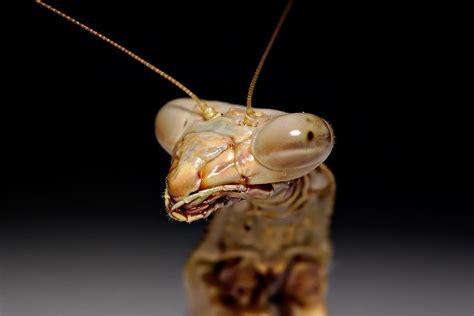 Praying Mantis Desertusa