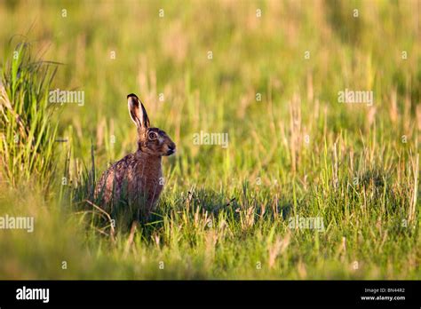 Brown Hare Lepus Capensis In A Field Stock Photo Alamy