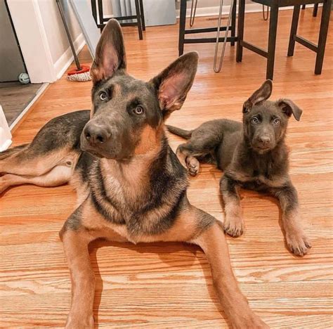 Get To Know All 13 Of The German Shepherd Colors K9 Web