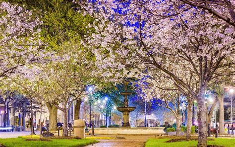6 Places Besides Dc Where You Can See Cherry Blossoms This Year