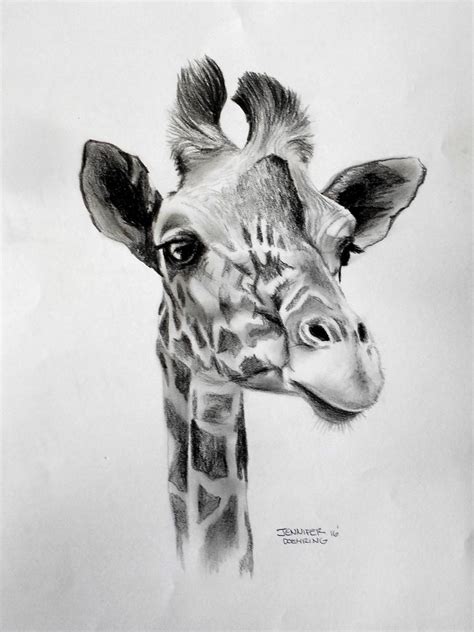 Giraffe Drawing By Jennifer Doehring Saatchi Art