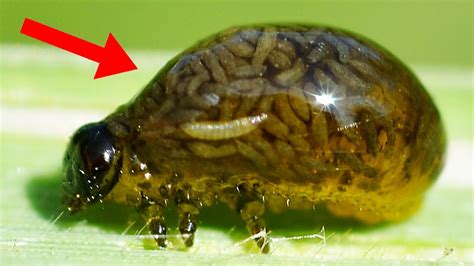 9 Most Terrifying Parasites That Control Their Victims Youtube