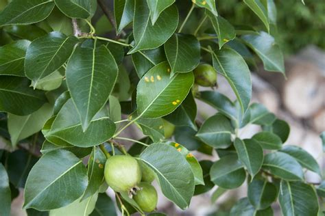 Fruit trees are very useful since it produces edible crop that anyone can eat or as an ingredient of a. Fruiting vs ornamental pear