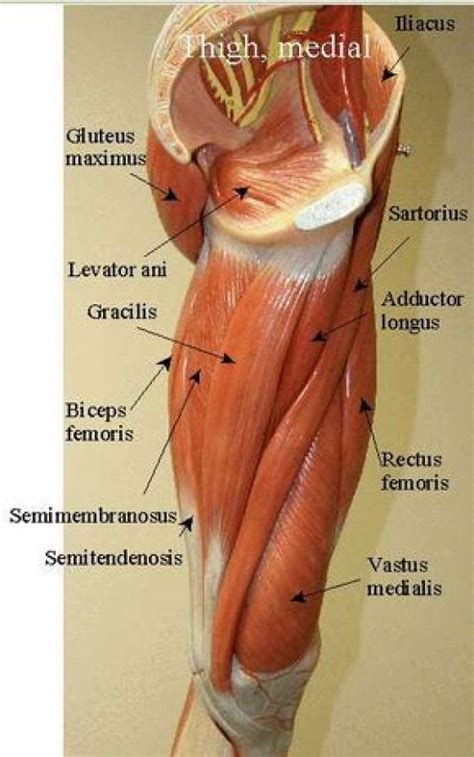 These sensors synapse on interneurons in the spinal cord that inhibit further activity of the motor neurons innervating the muscle. SARTORIUS =long muscle ORIGIN: anterior superior iliac spine INSERTION: medial tibia near tibial ...