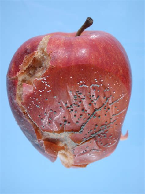 An unofficial community to discuss apple devices and software, including news, rumors, opinions and analysis pertaining to the company located at. Apple (Malus spp.)-Storage Problems | Pacific Northwest Pest Management Handbooks