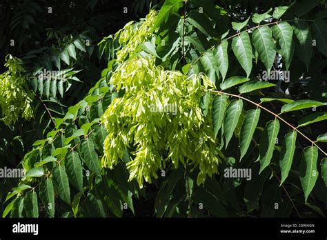 Tree Of Heaven Ailanthus Varnish Tree Götterbaum Ailanthus