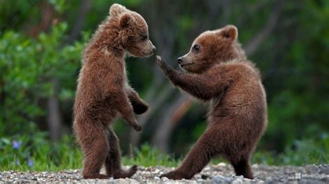 Meet The Cutest Bear Cubs Youtube