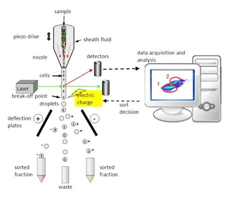 Flow Cytometry And Cell Sorting Shared Resource Lombardi Comprehensive