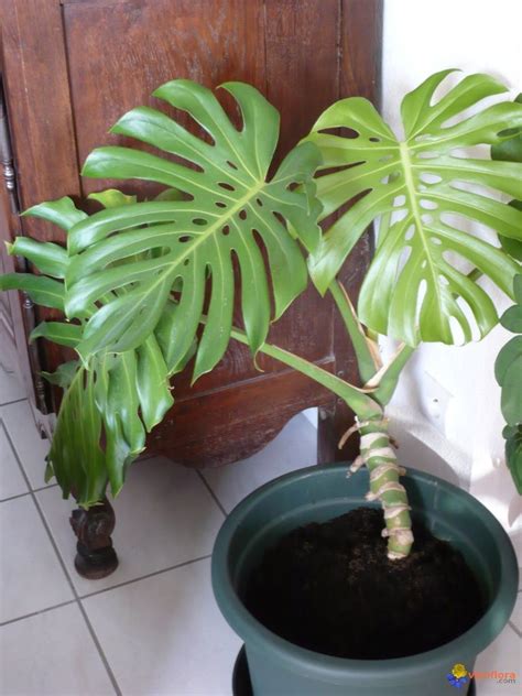 Learn how to keep them looking their best. Philodendron Monstera déliciosa | Potager intérieur ...