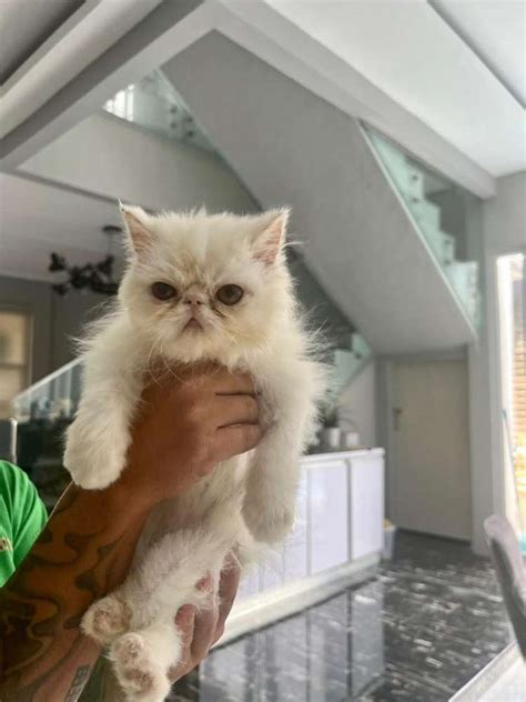 Kucing Persian Peaknose Full White Parents Ped Hewan Peliharaan