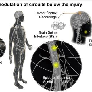 Neuromodulation Strategies To Engage Circuits Below The Lesion After