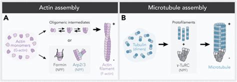 New Twists In Actinmicrotubule Interactions Molecular Biology Of The
