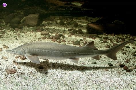 Acipenser sterlet, acipenser pygmaeus, acipenser marsiglii, acipenser kamensis, acipenser sterlet acipenser ruthenus is the smallest sturgeon species, reaching 1 m length and 6.5 kg weight. Esturión ruso, Acipenser gueldenstaedti - Peces - NatureGate