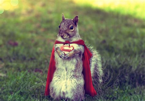 Super Squirrel Funny Eekhoorn Squirrel Funny Funny Animal