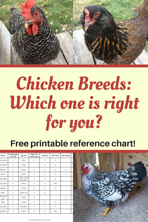 Chicken Breeds Which One Is Right For You The Way Homestead Hot Sex Picture