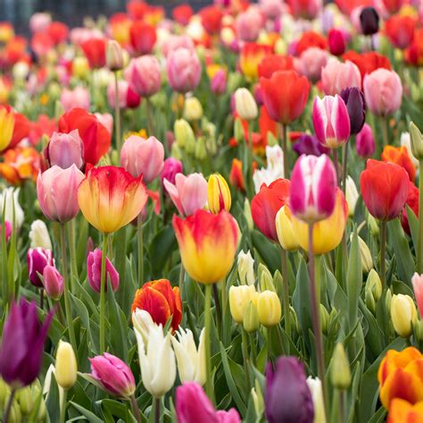 Tulip Rainbow Mix 25 Easy To Grow Bulbs