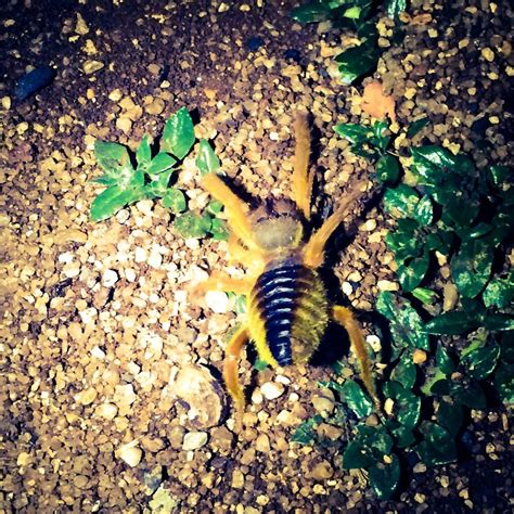 There are more than 150 genera and more than 1,000 species of solifuges, according to the integrated taxonomic information system (itis). Pin on South africa