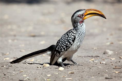 Hornbill Complete Wiki With Photos Videos
