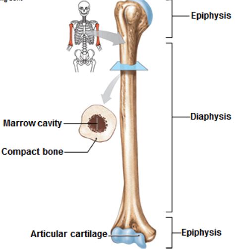 Most but not all human bones have circular cross sectional shapes. Bones at College of Technology at Farmingdale (Farmingdale ...