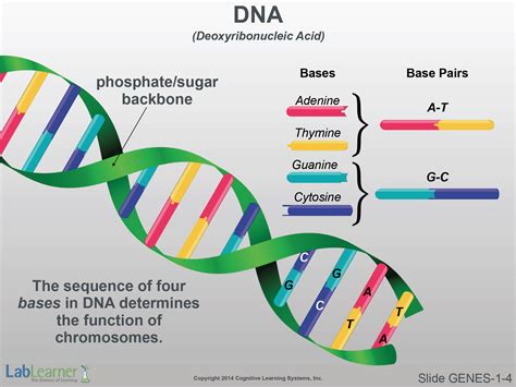 Genes Concept S Lablearneronline