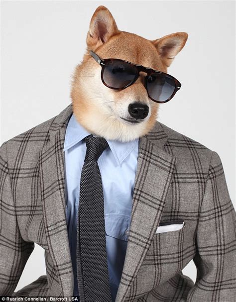 Shiba Inu Bodhi Reveals The Secrets To His Style In New Video Daily