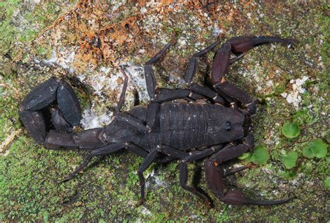 Tree Dwelling Scorpion Tityus Sp Guyana Art Flickr