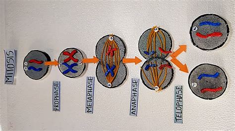 Mitosis Phases Model