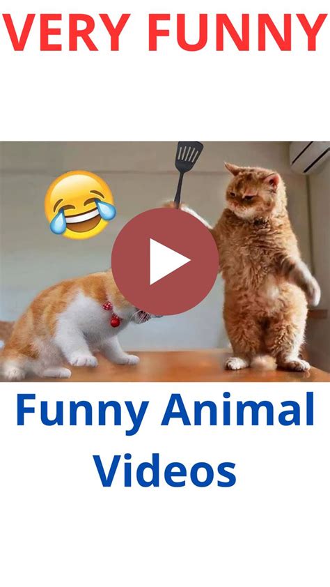 Try To Not Laugh Very Funny Cats And Dogs So Much Fun Watching Them😆🤣