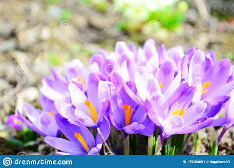 First Spring Flowers Violet Crocuses Growing After Melting The Snow Stock Image Image Of