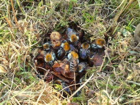 Wild honey bee nest can be located anywhere from their nests can be made in the ground, in nests abandoned by small animals like mice or in loose grass clippings. What kind of bee is this? | GON Forum