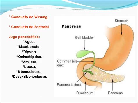 Presentación Pancreas