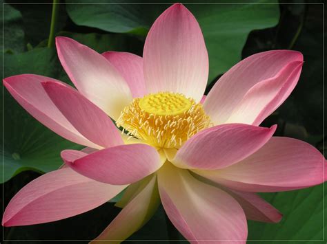 Papatya sepeti, menekşe sepeti, sevgiliye çiçek, düğün ve nikah çiçekleri. En Güzel Çiçek Resimleri - Güzel Sözler