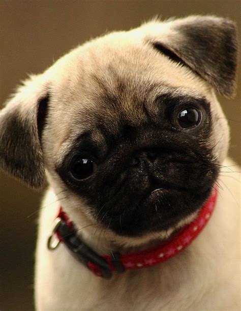 Cute Pug Puppy Cute Pug Puppies Pug Puppy Pitbull Puppies Dogs And